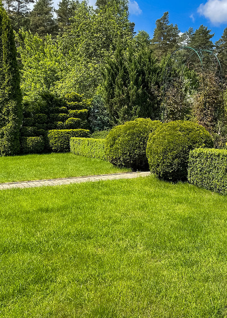 landscaping-garden-green-lawn-decorative-evergreen-plants-shaped-boxwood-gardening-concept (1)